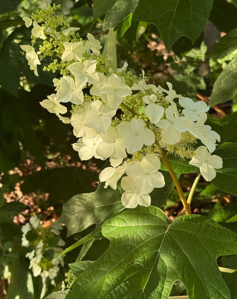 Oakleaf Hydrangea