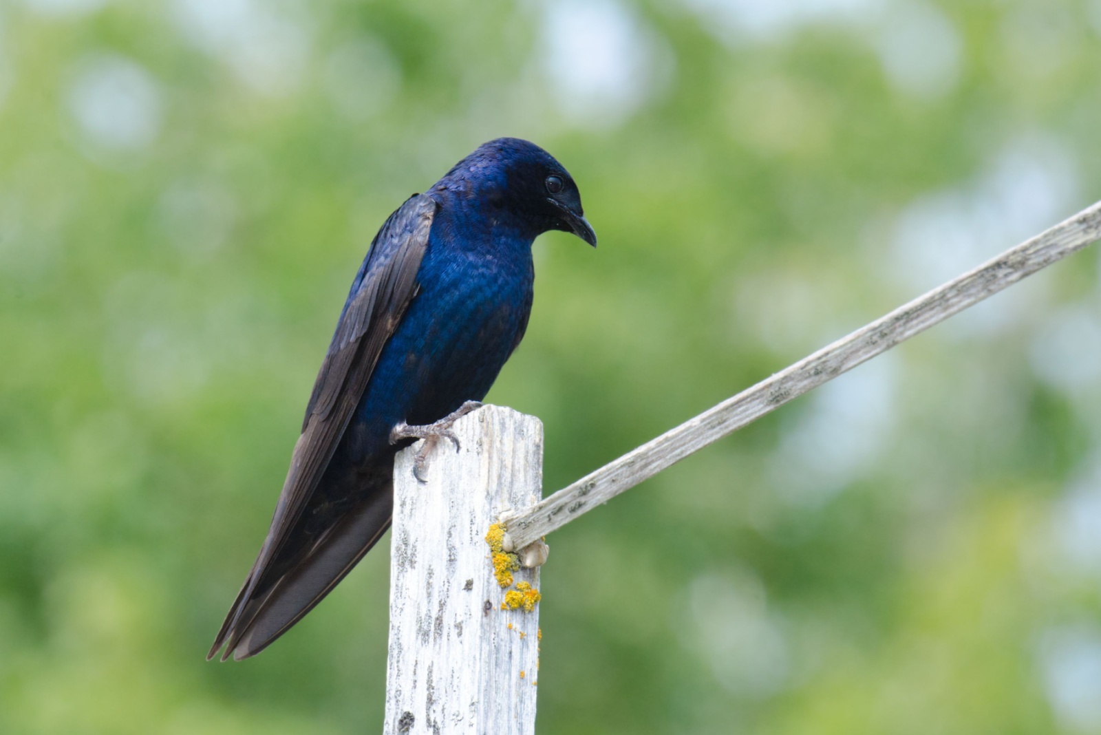 11 Simple Tips To Attract Purple Martins To Your Georgia Backyard