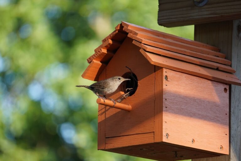 wren in front of a birdhouse