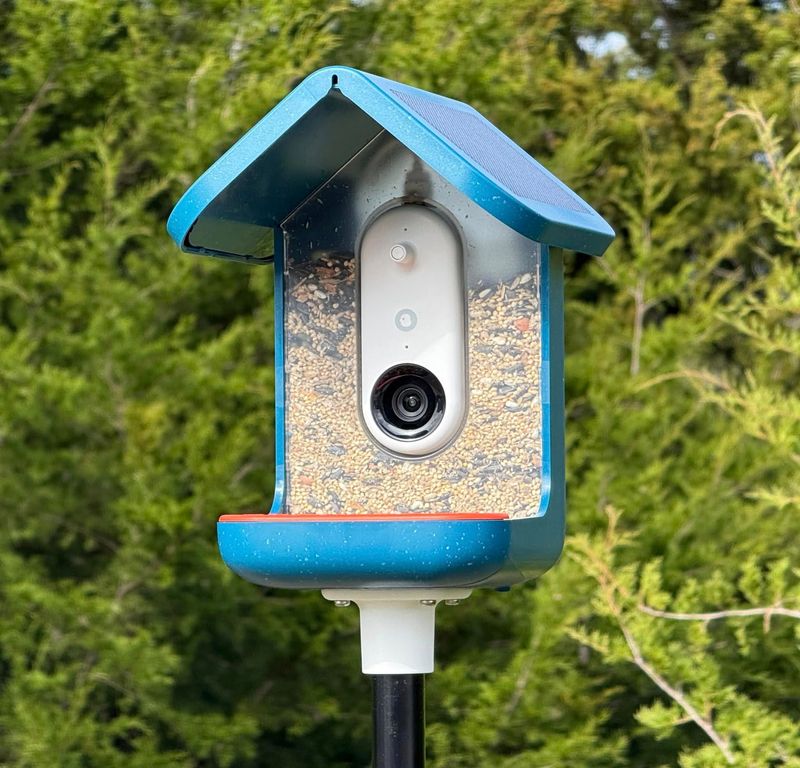 Set Up A Variety Of Bird Feeders