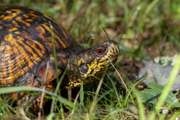 eastern box turtle