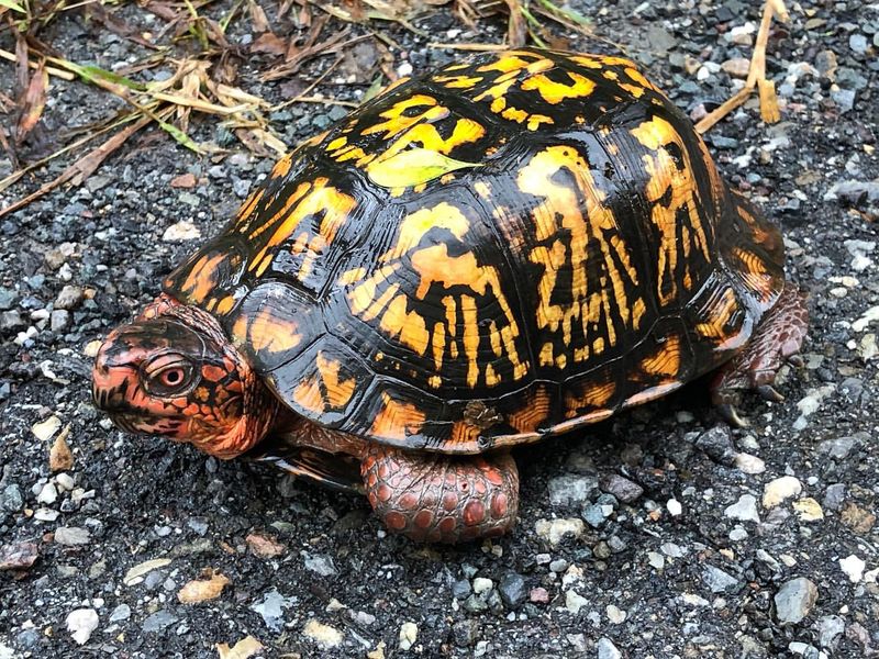 Eastern Box Turtles