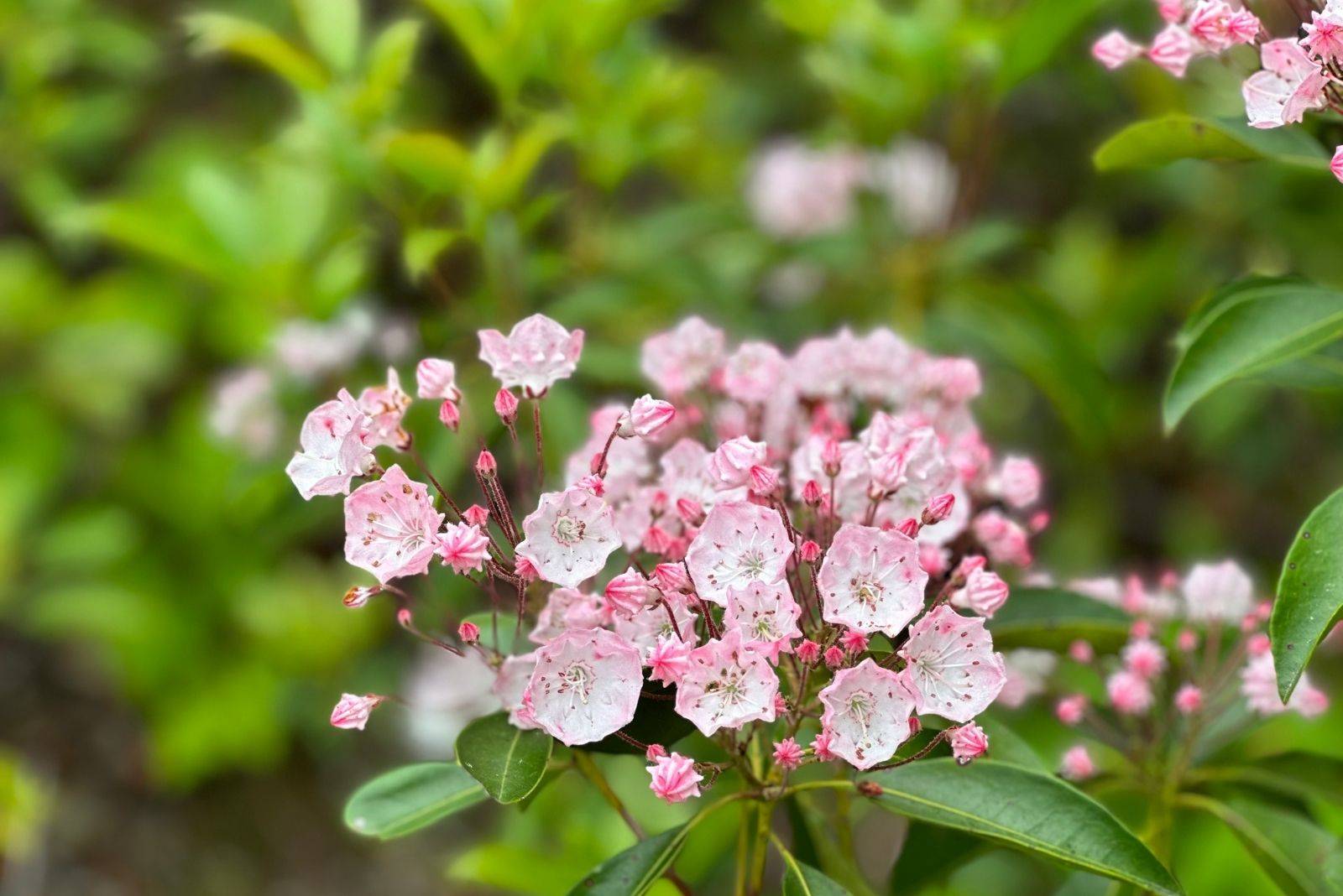 11 Tall Shade Plants Perfect For North Carolina Gardens