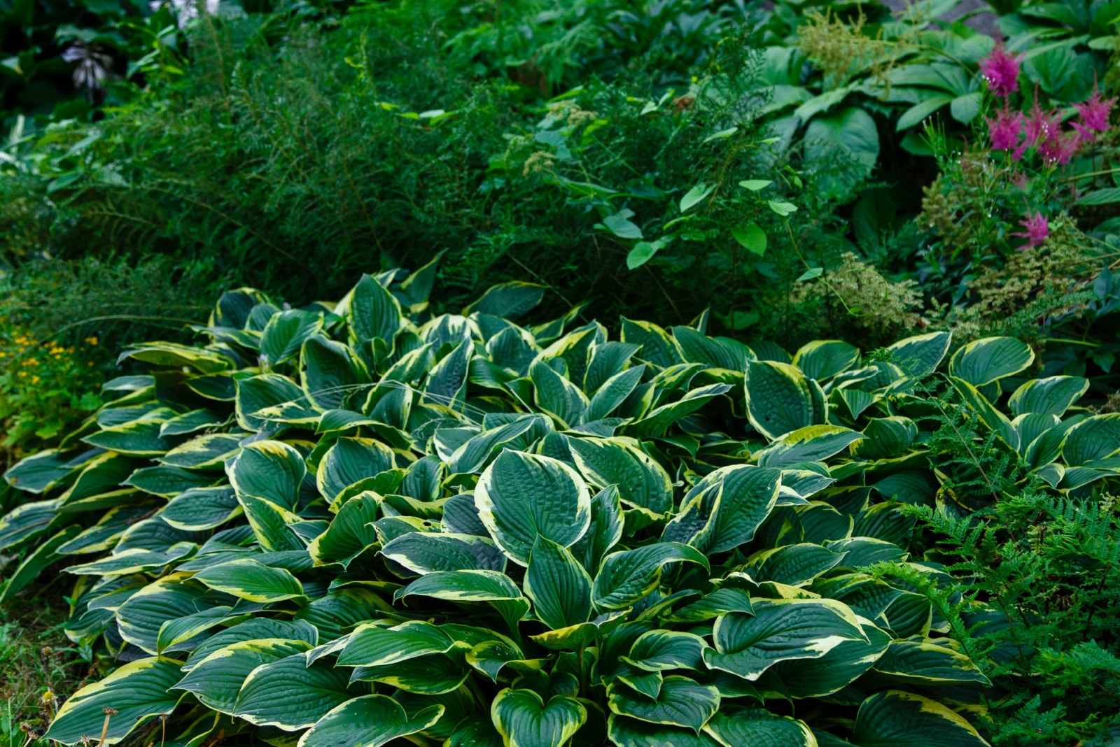11 Tips For Growing Hostas Successfully In Colorado And The Southwest