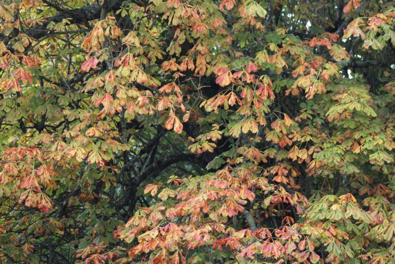 horse chestnut tree foliage