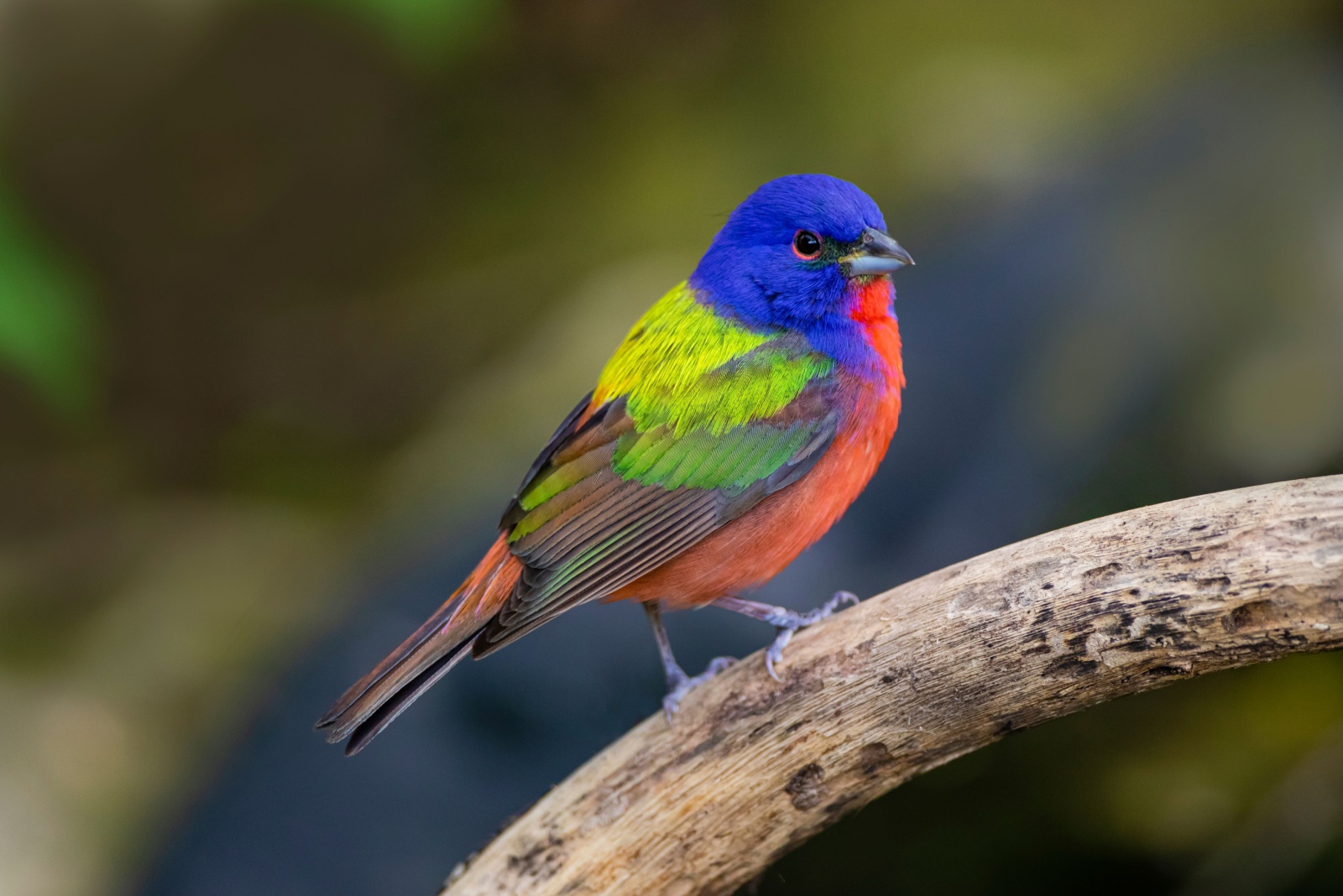 11 Unusually Colored Birds You Can Spot In Your Virginia Backyard