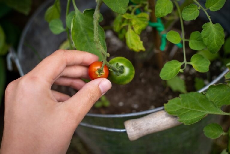 woman hand picking ripe cherry tomato off tomato plant grown in a metal bucket