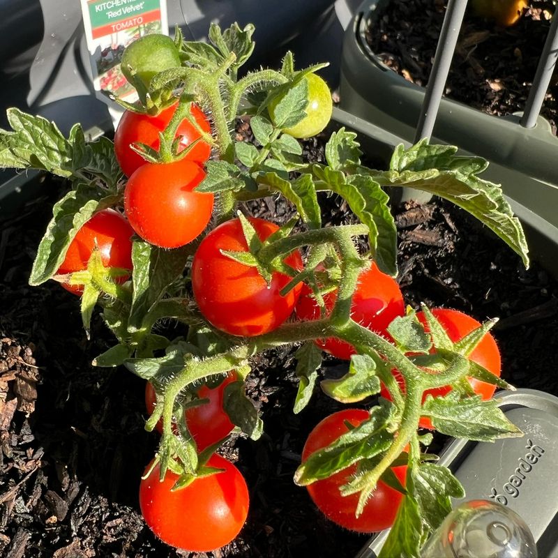 Sweet Cherry Tomatoes