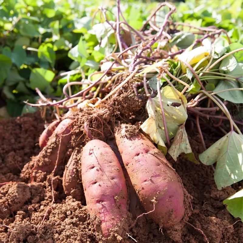 Sweet Potatoes: The Underground Humidity Champions