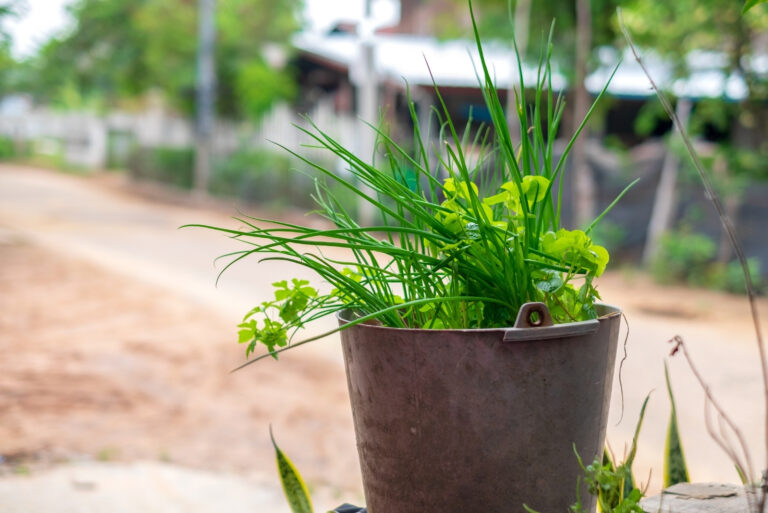 green onions (featured image)