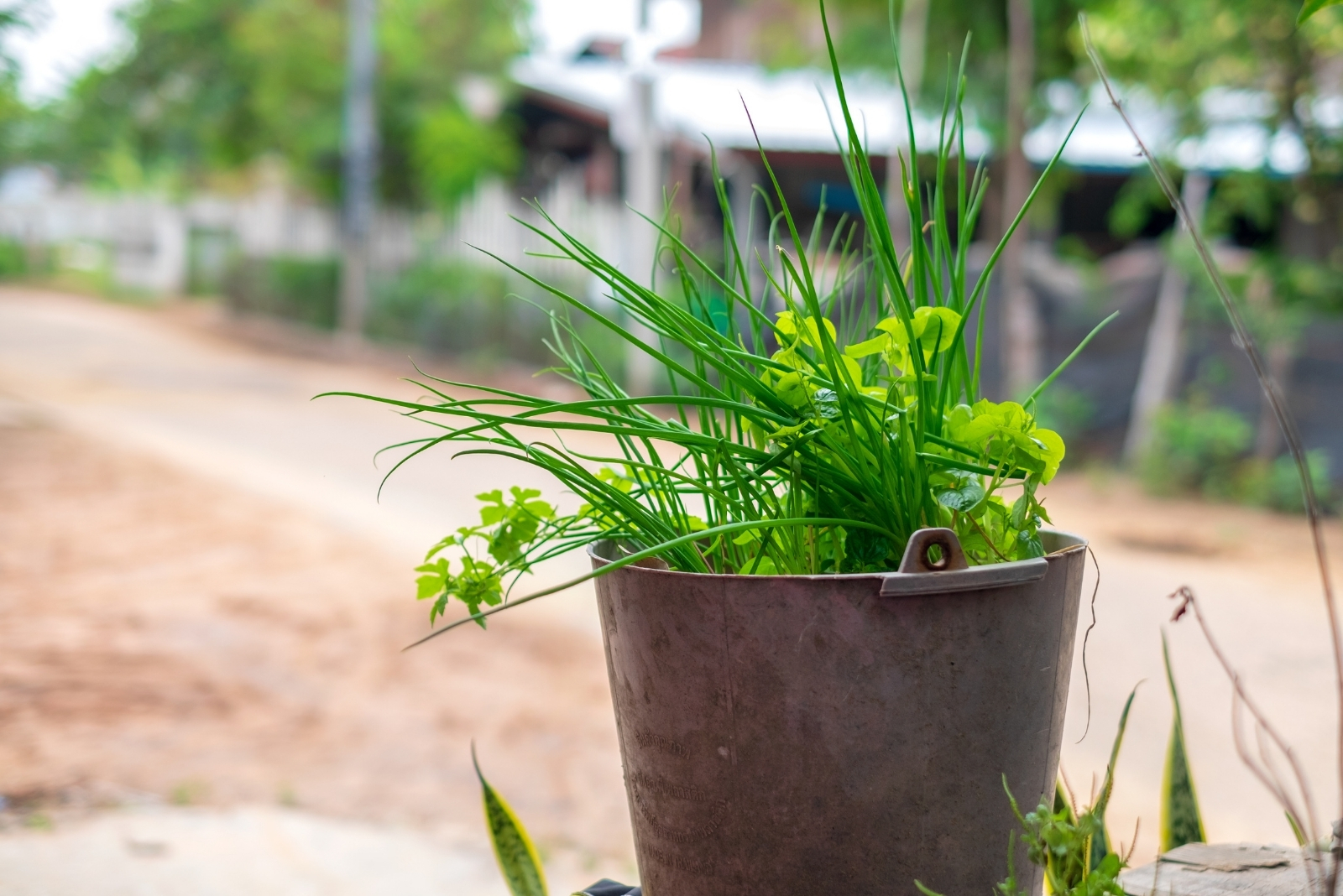 11 Vegetables You Can Grow In Buckets All Year In Maryland