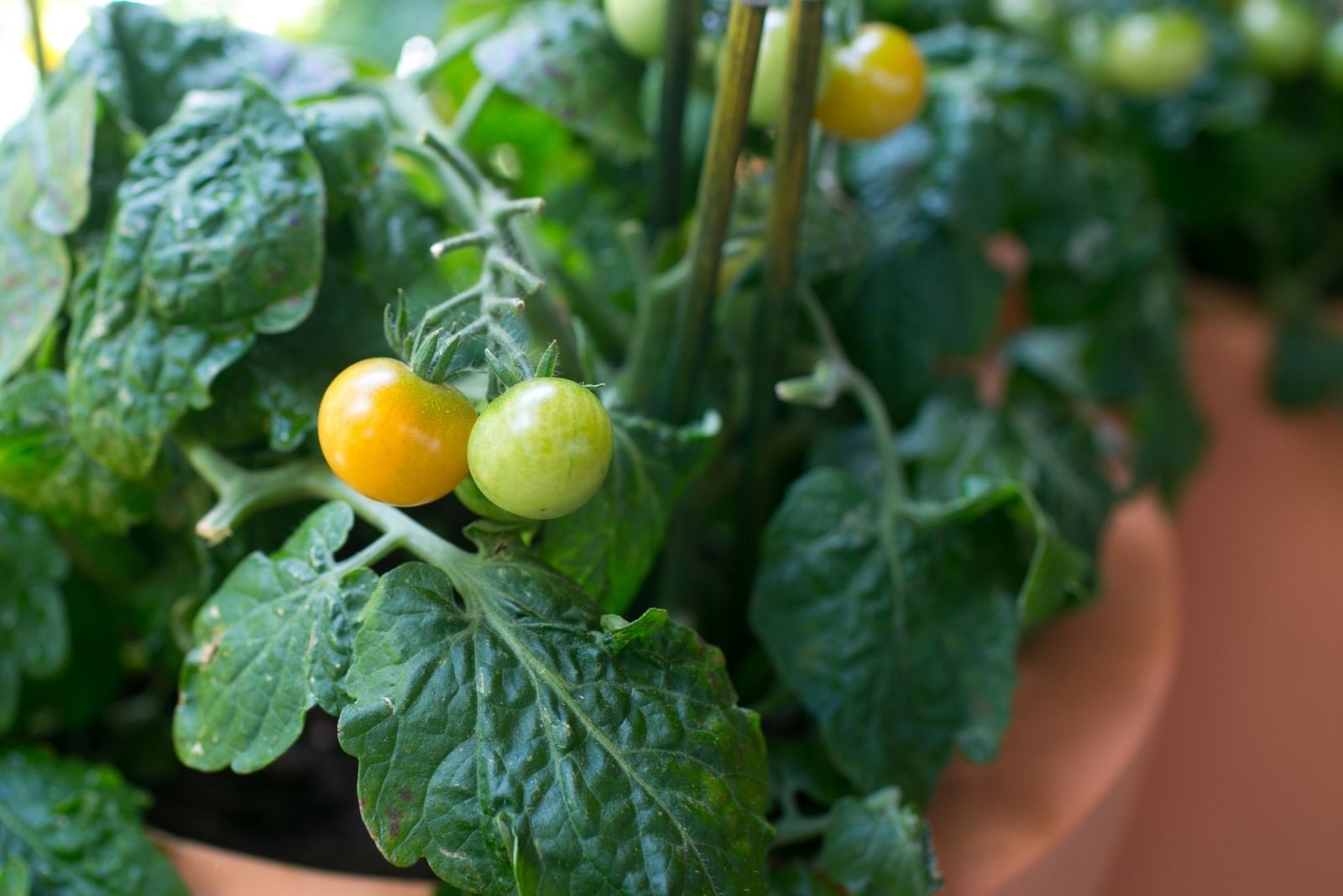 Cherry tomatoes growing