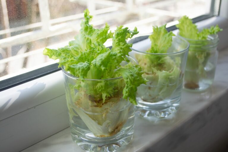 Regrowing lettuce from scraps