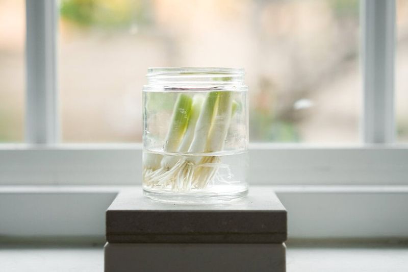 Green Onions: The Gateway Regrow