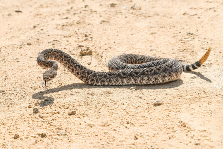 snake (featured image)