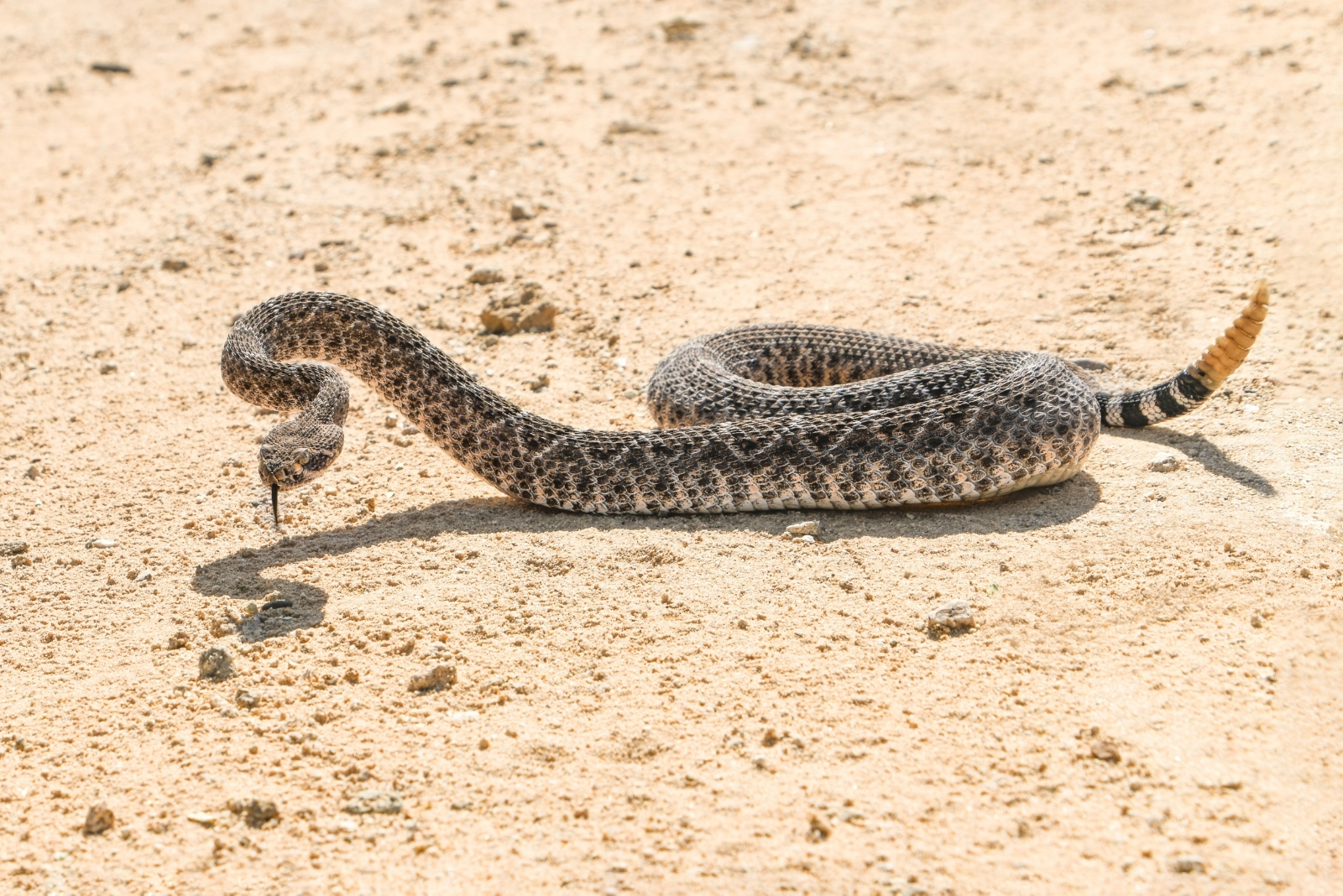 11 Venomous Creatures Colorado Residents Should Know About