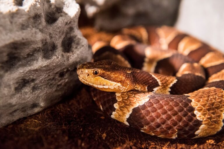 Copperhead Viper Snake