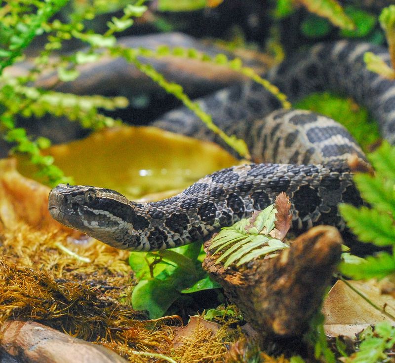 Eastern Massasauga Rattlesnake