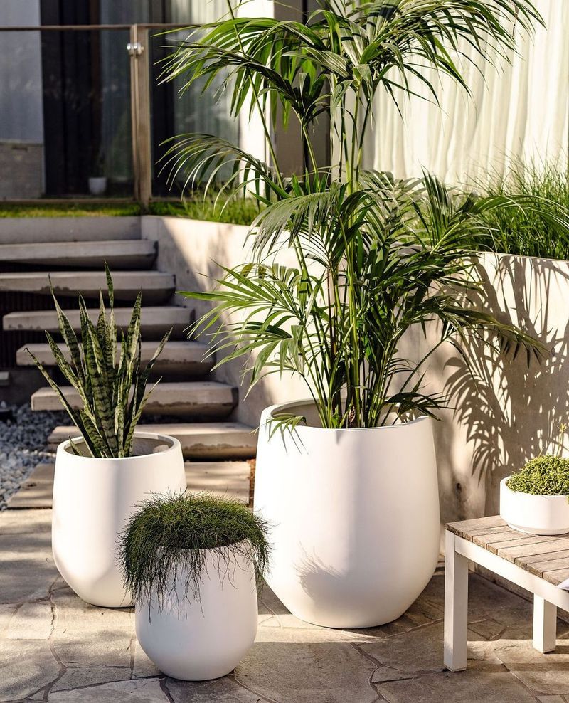 Plant Towering Palms for Instant Tropical Flair