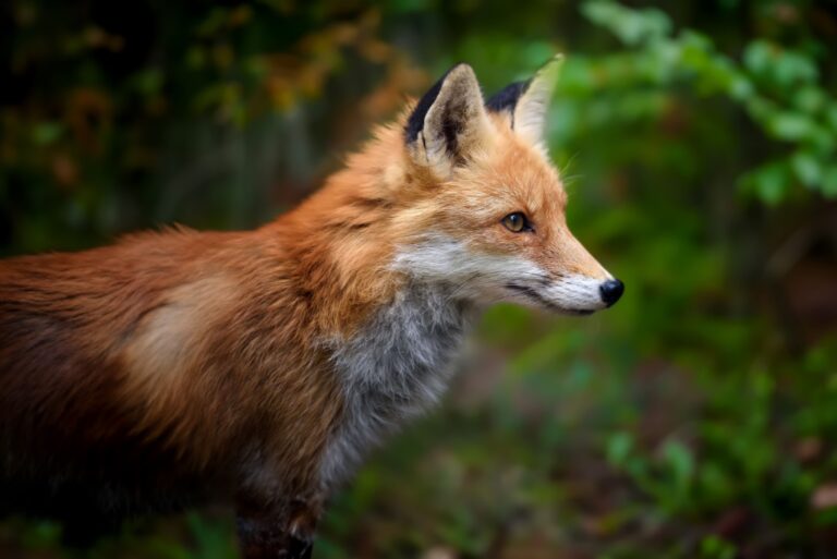 red fox