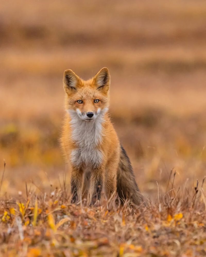 Red Foxes: The Neighborhood Night Prowlers