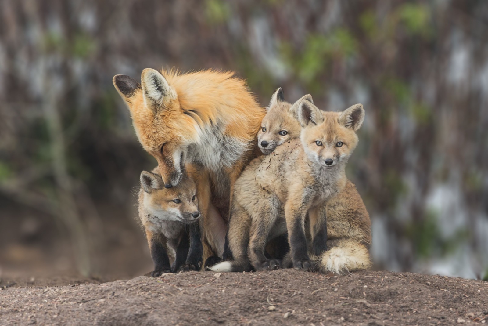 11 Wild Animals Thriving In Pennsylvania Urban Areas You Might Spot Nearby