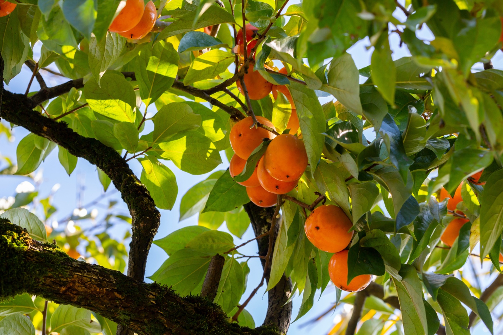 11 Worst Fruit Trees For Arizona Backyards