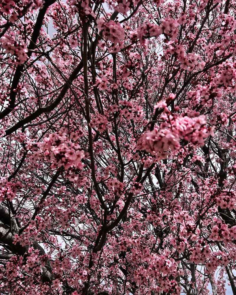 Cherry Trees Wilt Under Desert Sun