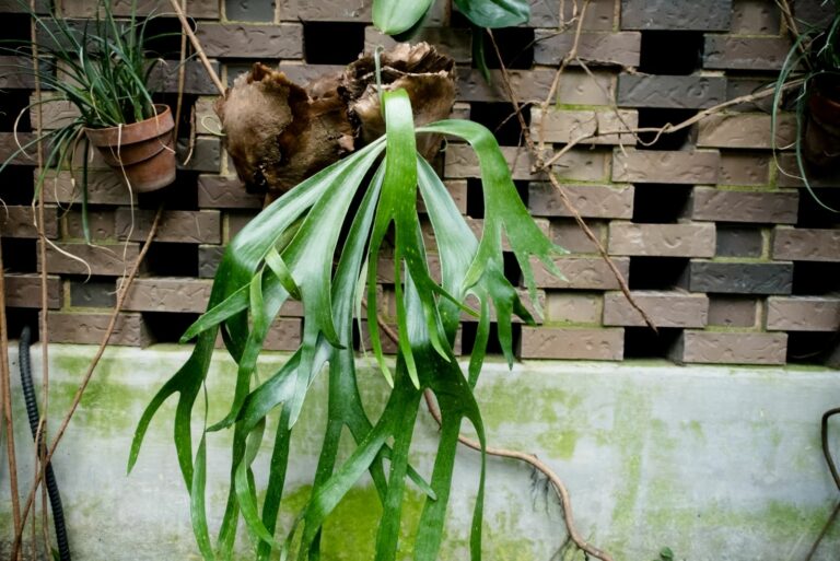 staghorn fern