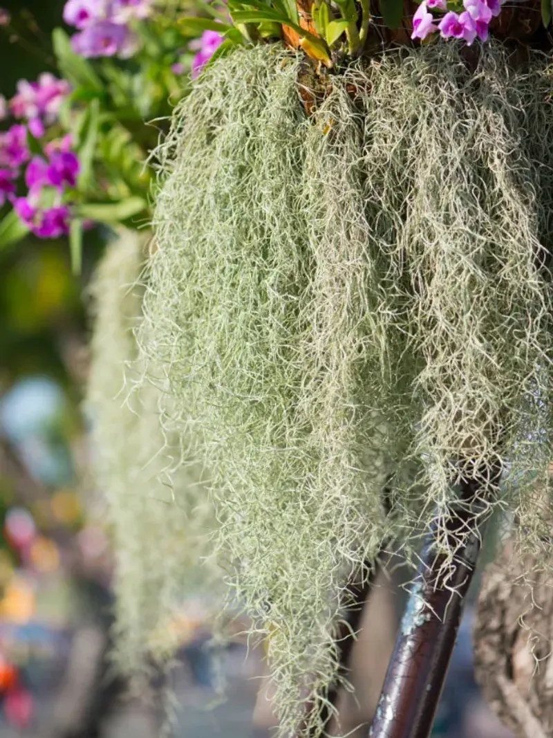 Spanish Moss: The Hanging Mystery