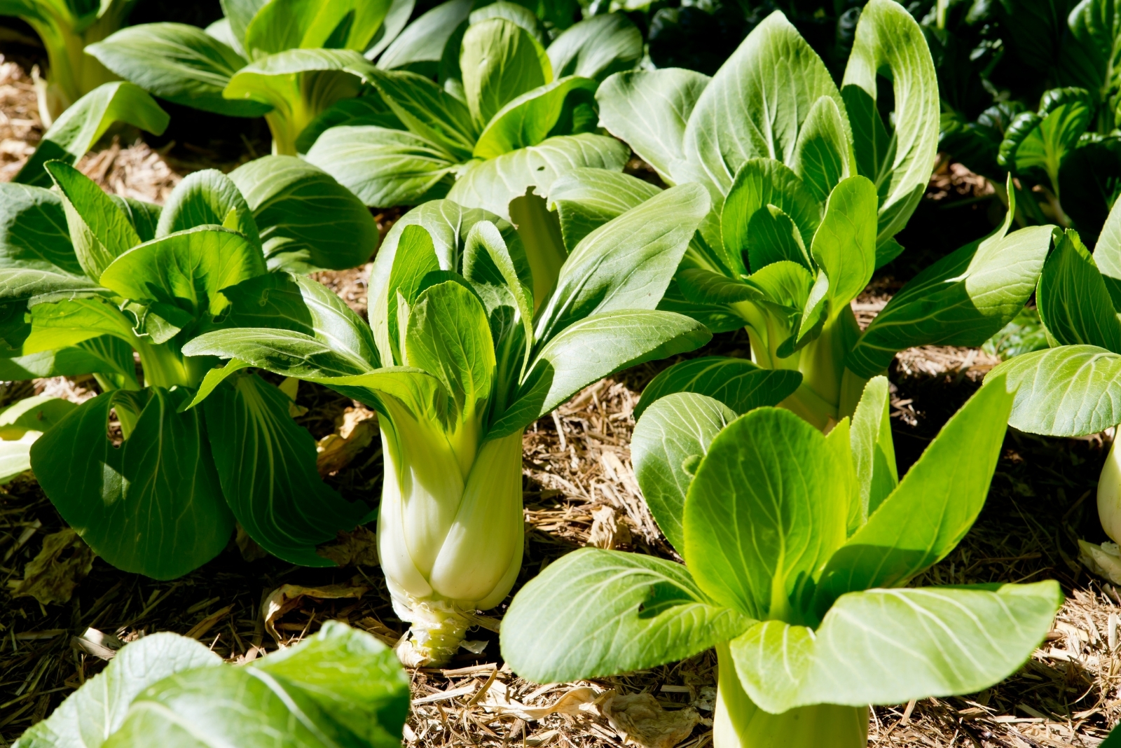 12 Asian Greens That Keep Growing In Fall And Winter In Florida
