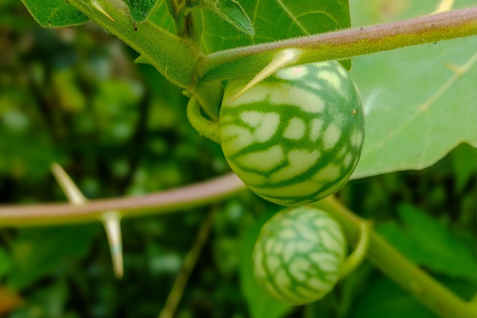12 Backyard Crops That Could Cost You Fines In Oklahoma