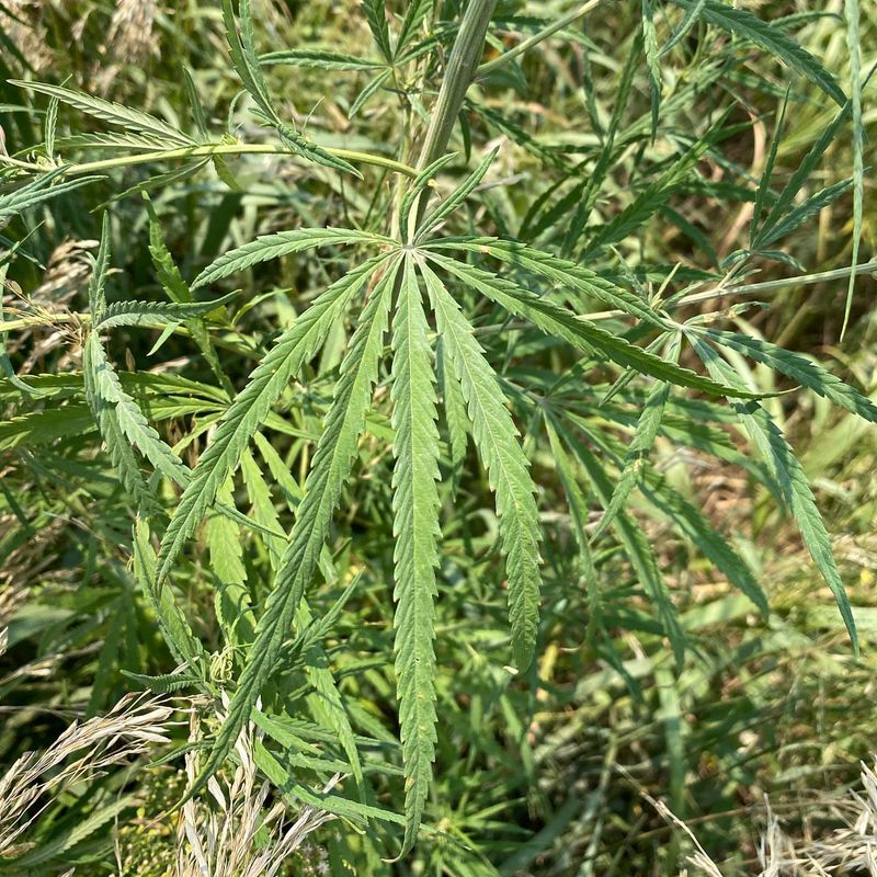 Wild Hemp (Cannabis sativa)