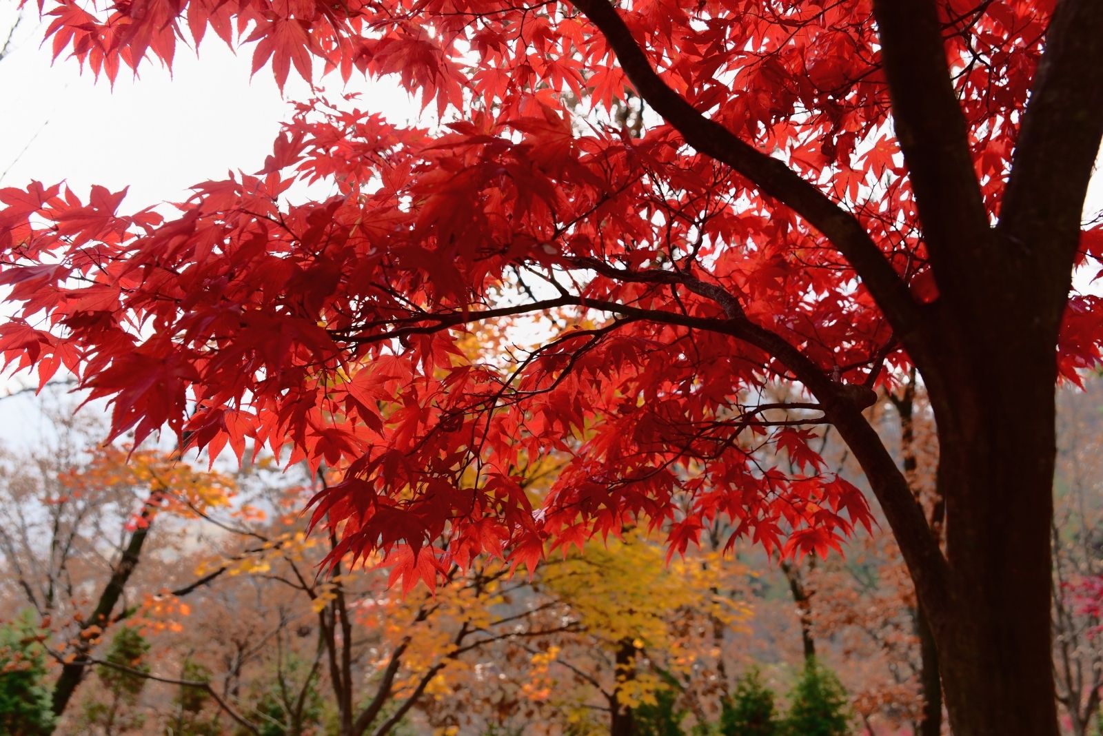 12 Best Maple Trees For Brilliant Fall Color In Vermont