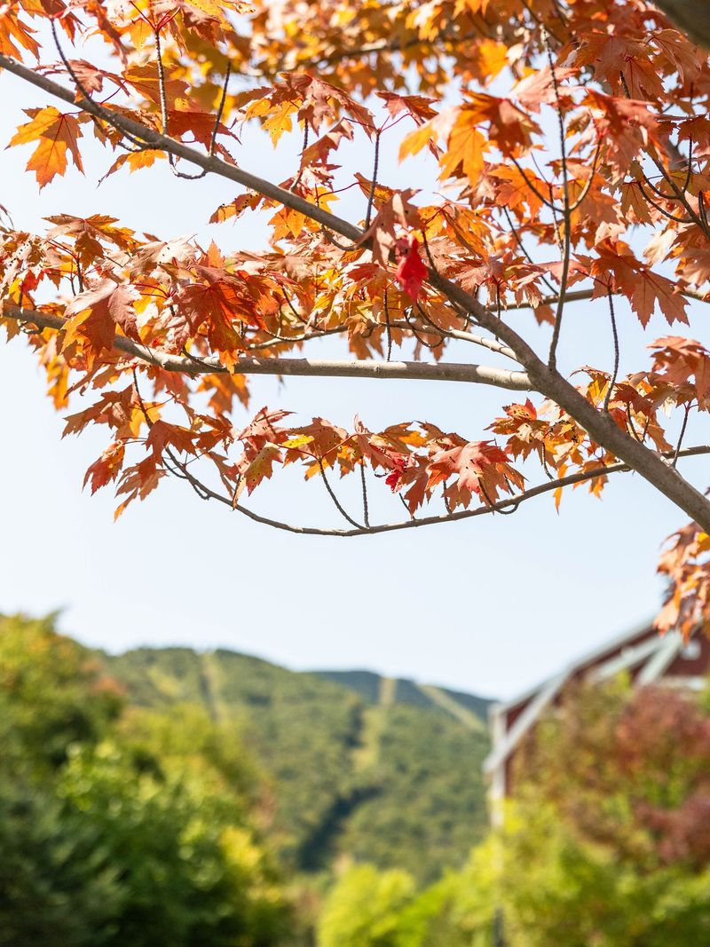 Sugar Maple (Acer saccharum)