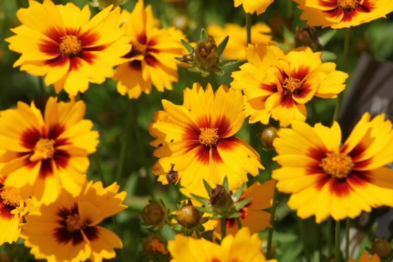 Yellow Coreopsis Flowers in Bloom