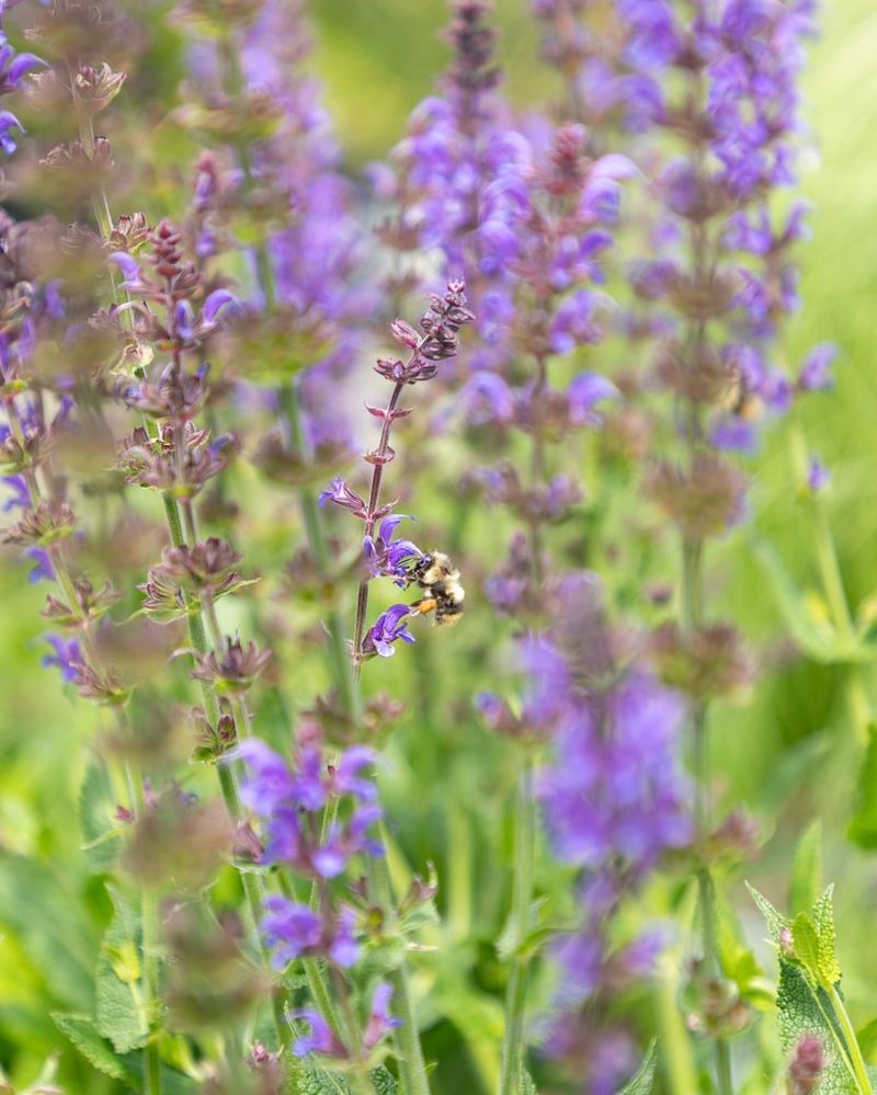 Lavender