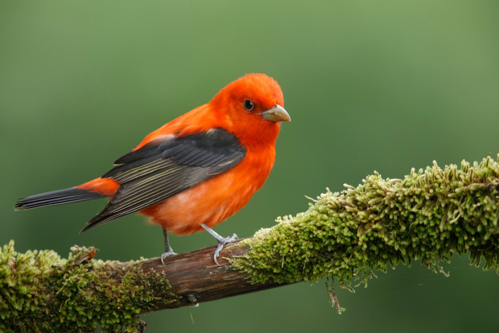 12 Birds With Unusual Colors You Could Spot In Florida Gardens