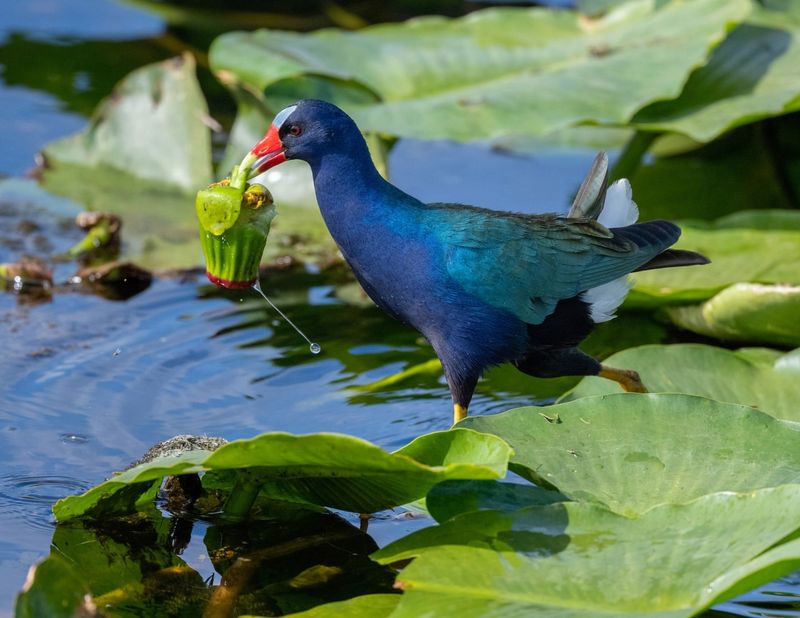 Purple Gallinule's Technicolor Display