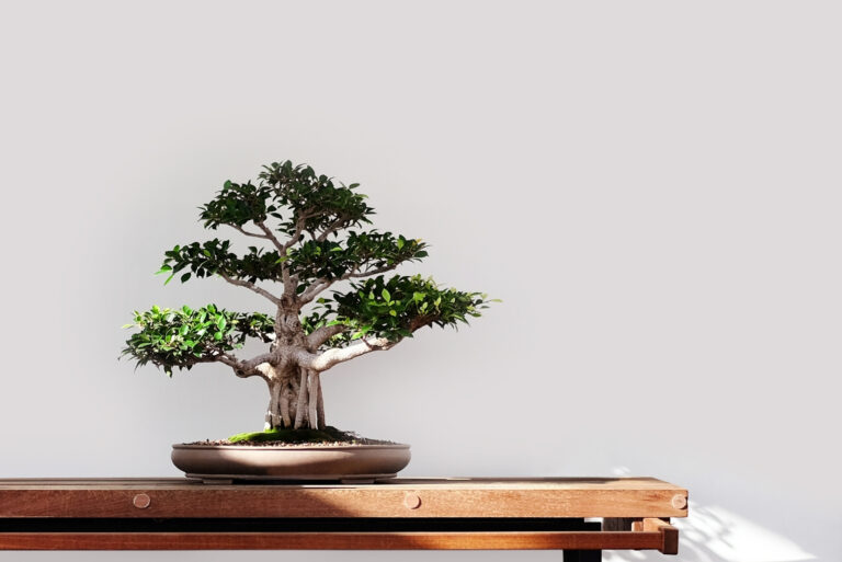 Bonsai tree (featured image)