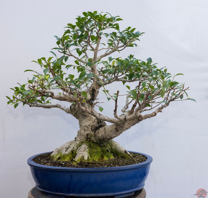 Ficus Retusa
