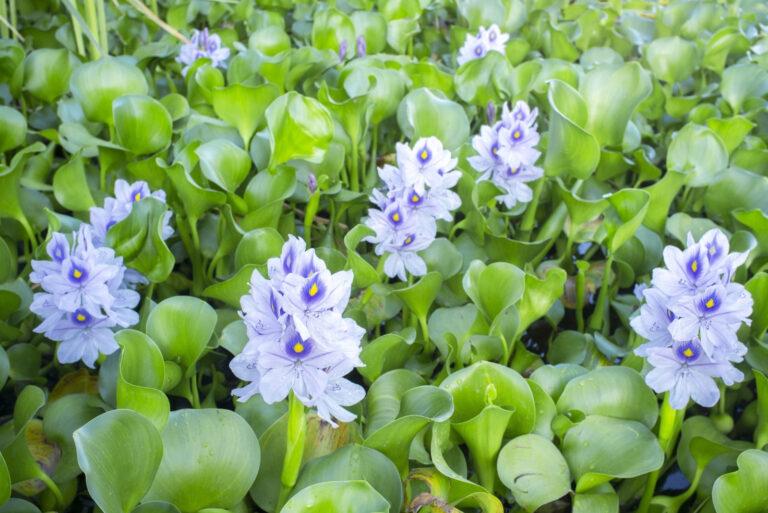 Water Hyacinth (featured image)