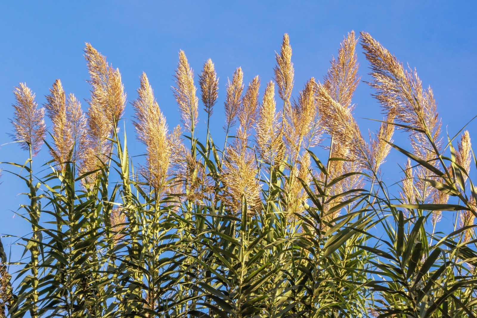 giant reed