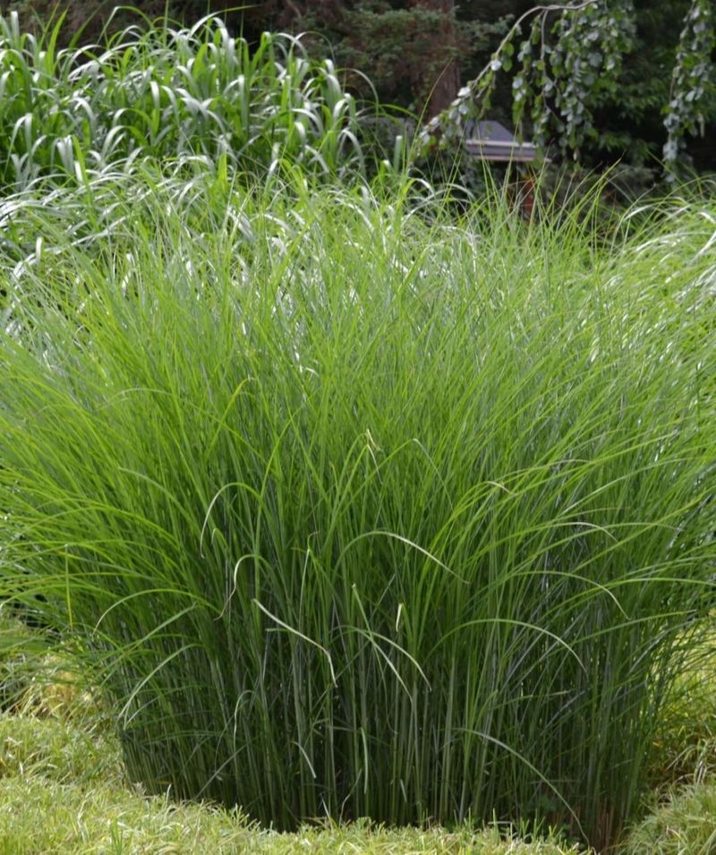 Tall Ornamental Grasses