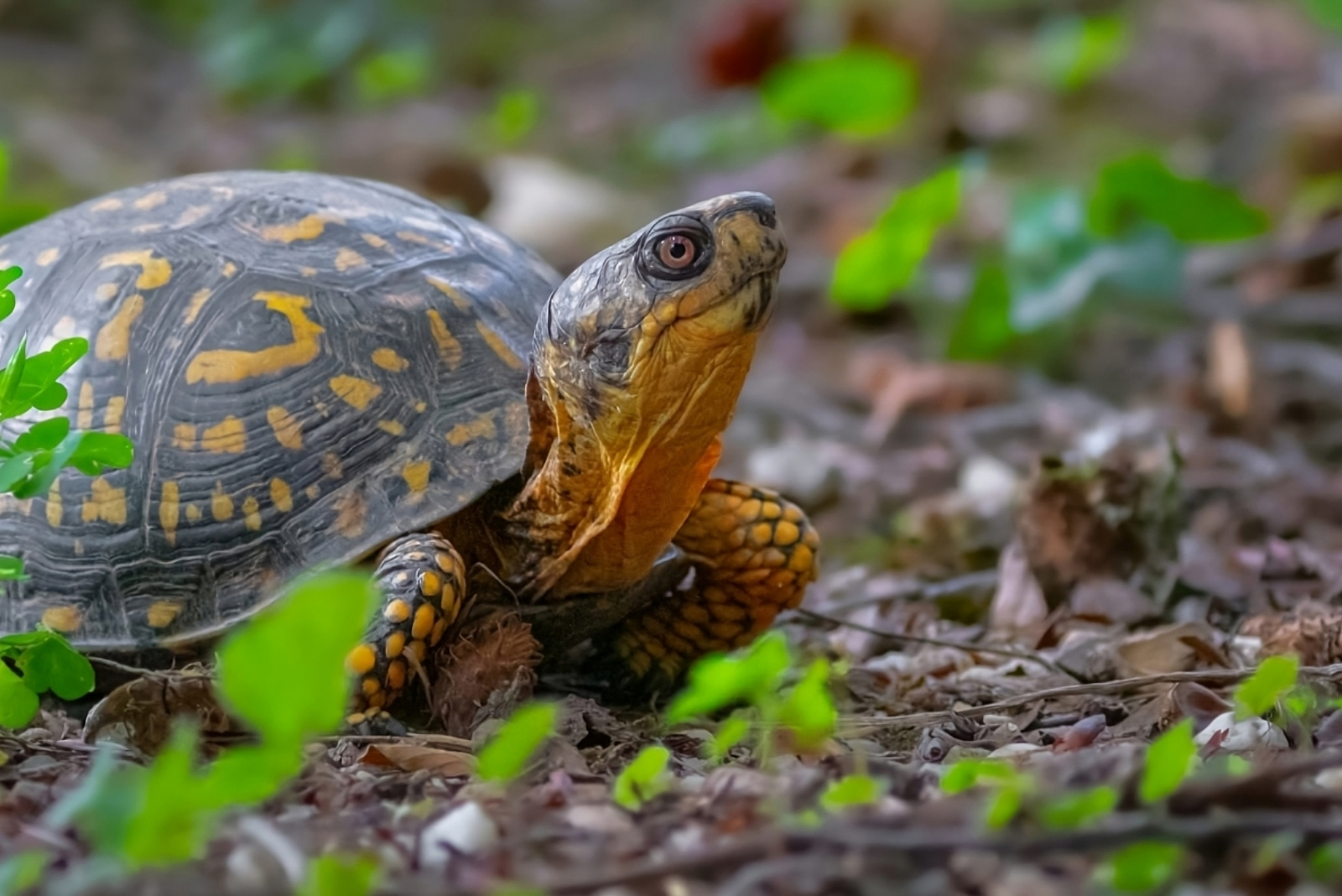 12 Creatures Massachusetts Law Protects In Homes And Gardens