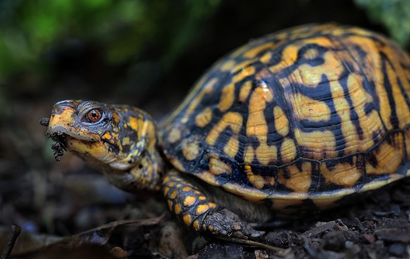 Eastern Box Turtles