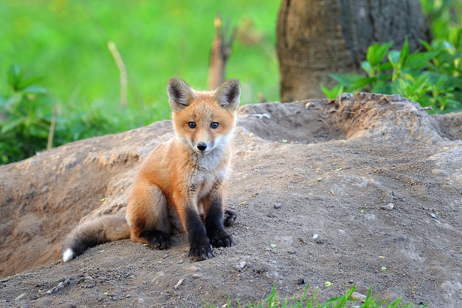 12 Creatures Nevada Homeowners Are Not Allowed To Remove From Their Yards