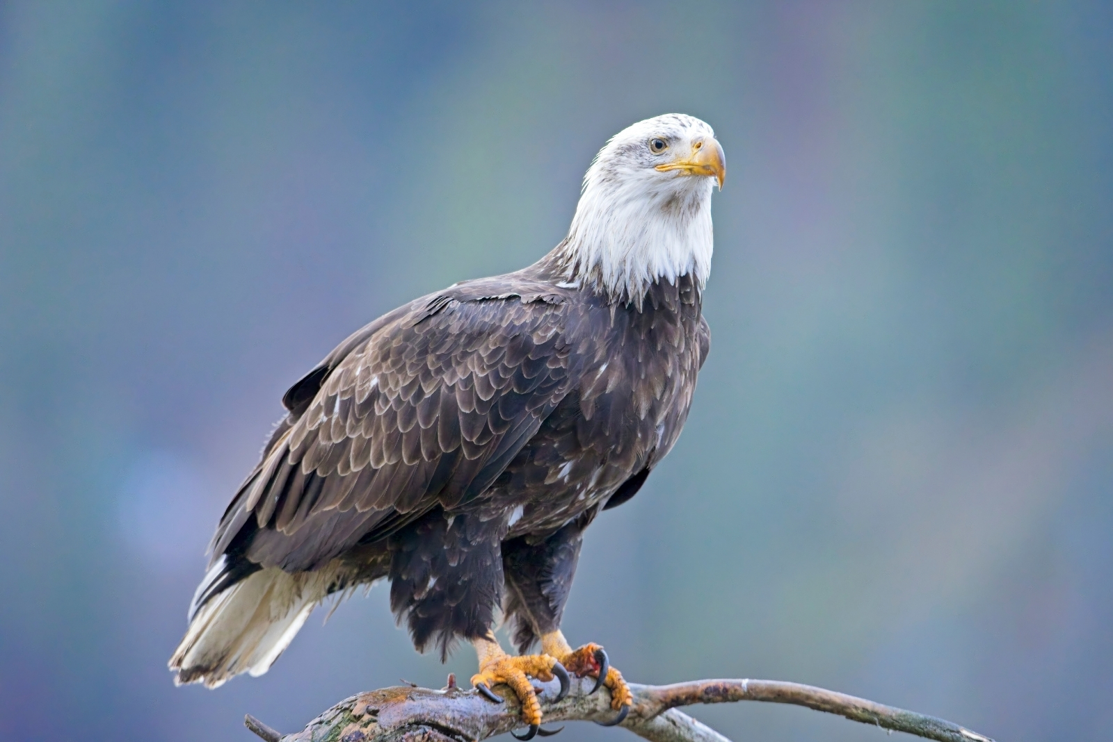 12 Creatures Wisconsin Homeowners Can’t Legally Remove From Their Property