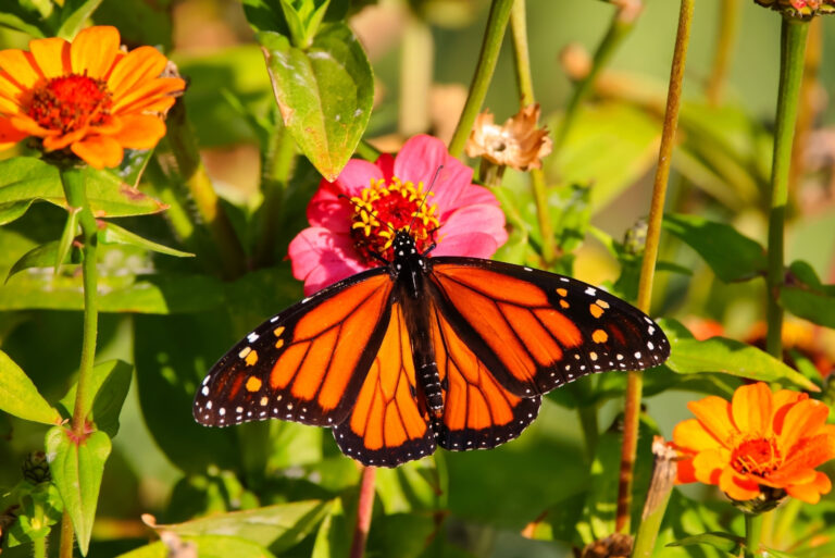 monarch butterfly (featured image)