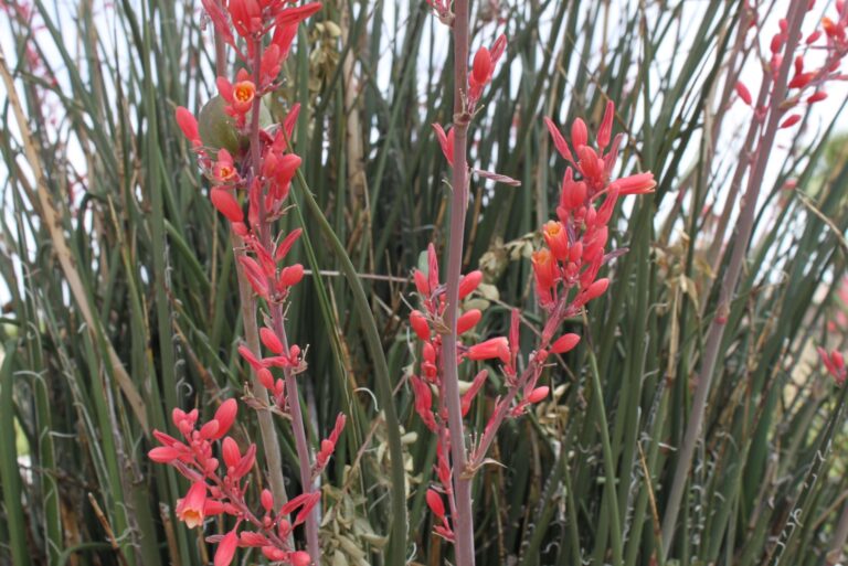 tiny flowers and buds on red yucca stalks